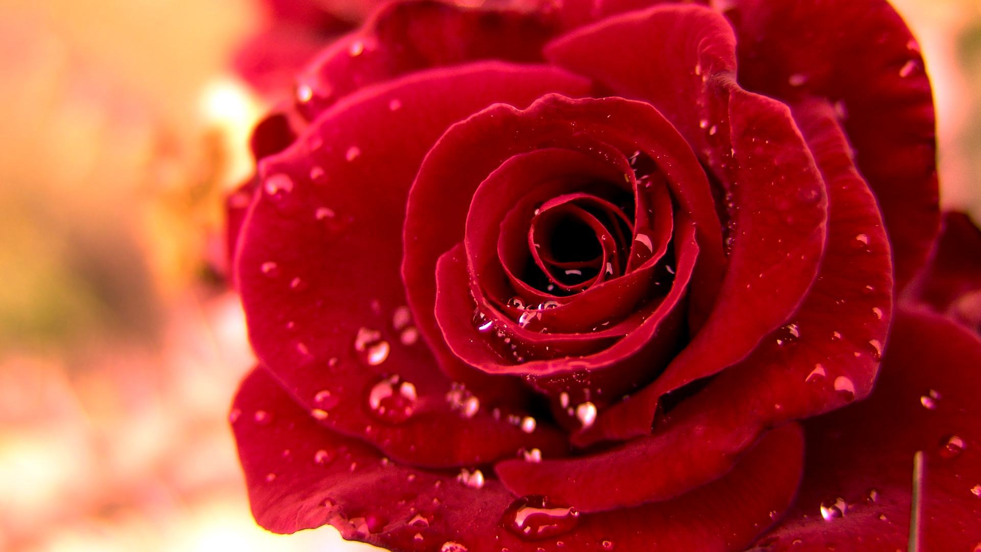 玫瑰花朵的样子图片