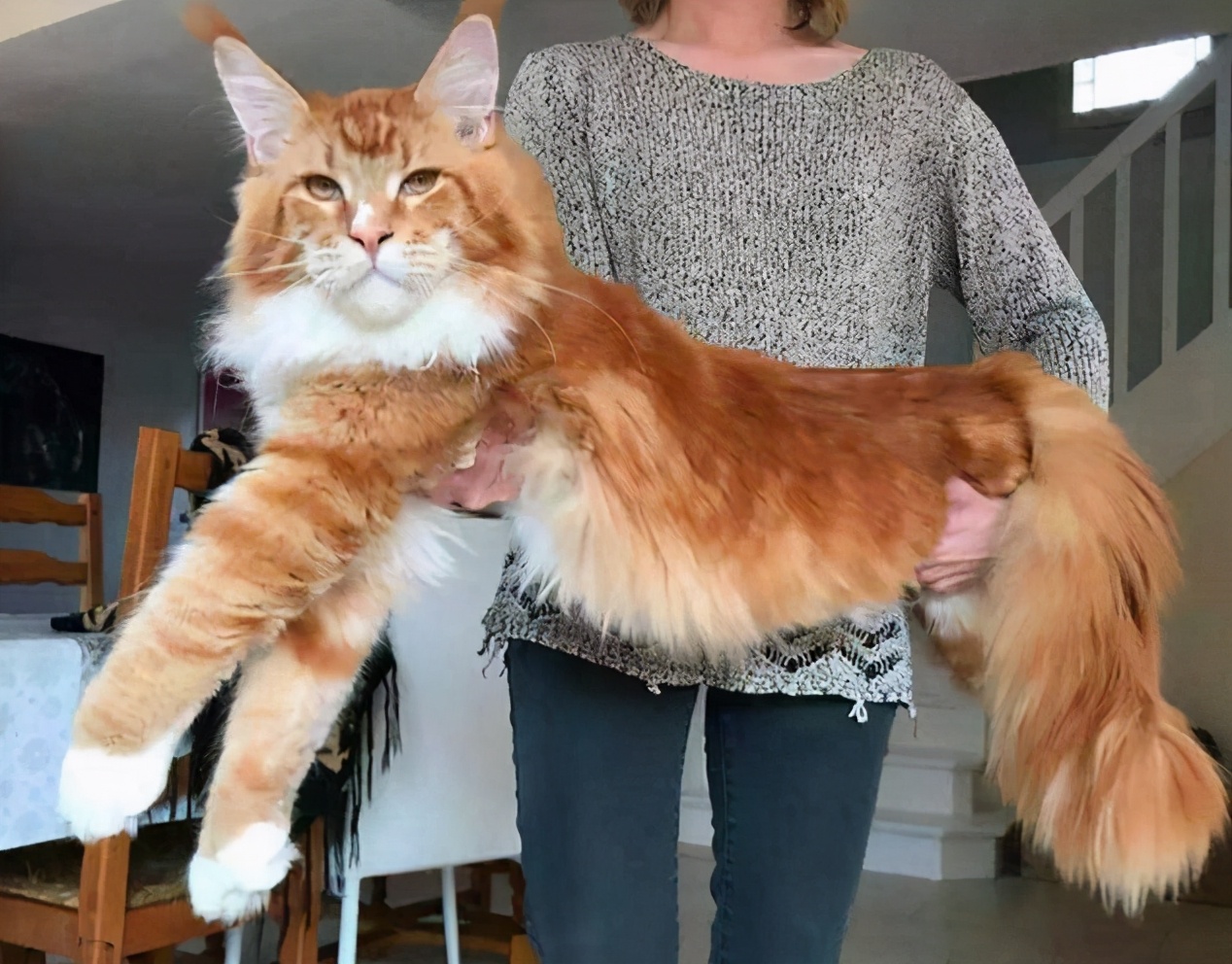 原来这些品种的猫咪都有橘色,你可能还不知道!
