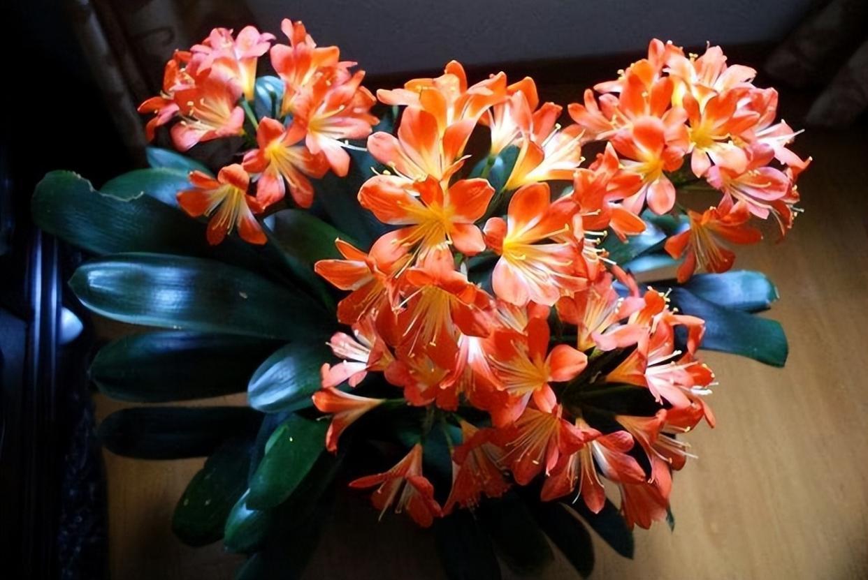 君子兰"砍一刀",憋出十个芽,乱花渐欲迷人眼,长成大群兰