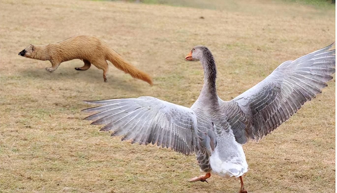 宁叫狗咬不让鹅拧鹅真有那么厉害吗养鹅还能防黄鼠狼