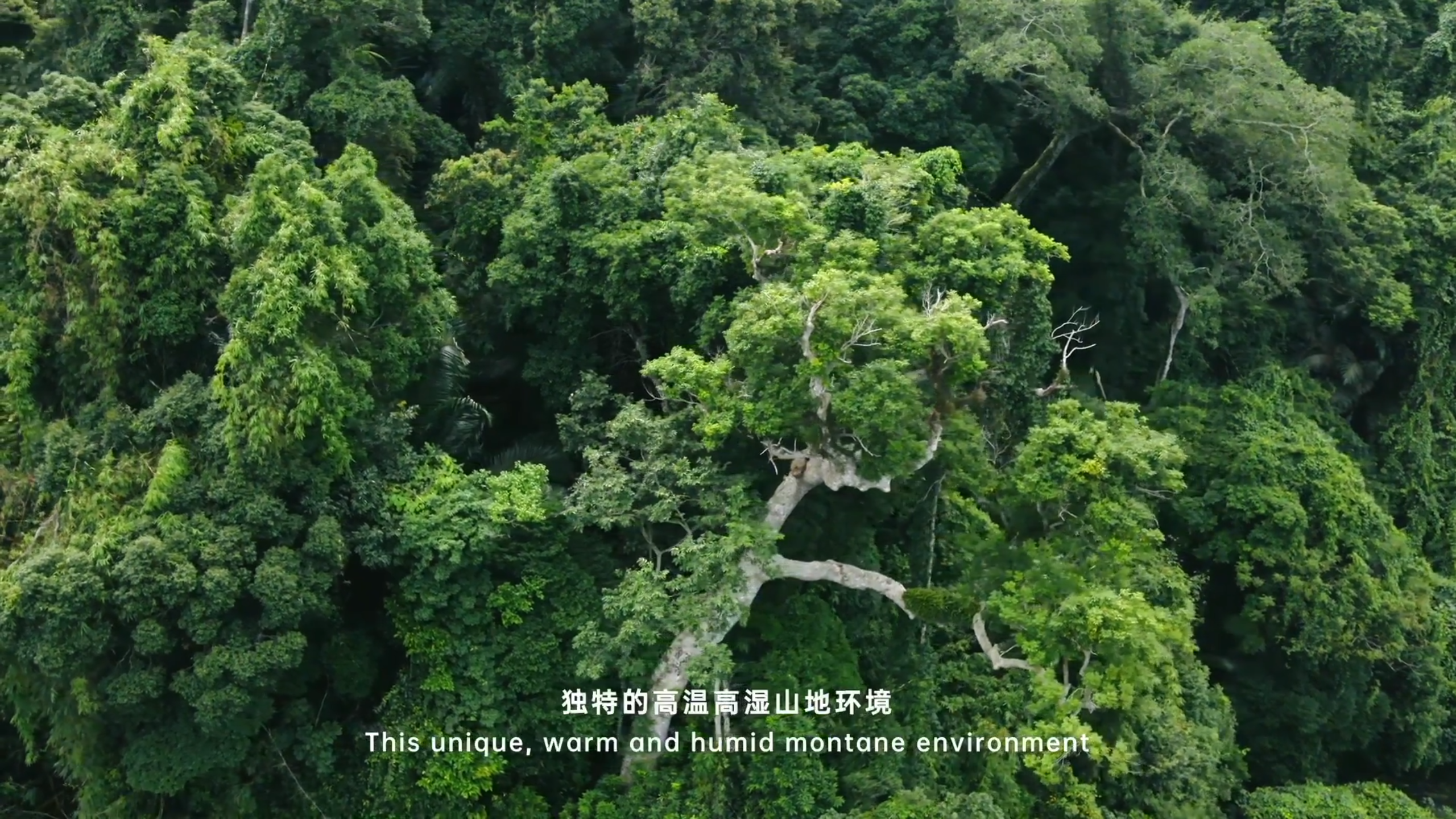 为地球降温1℃有多重要?比亚迪x星球研究所,带你探寻神秘海南岛