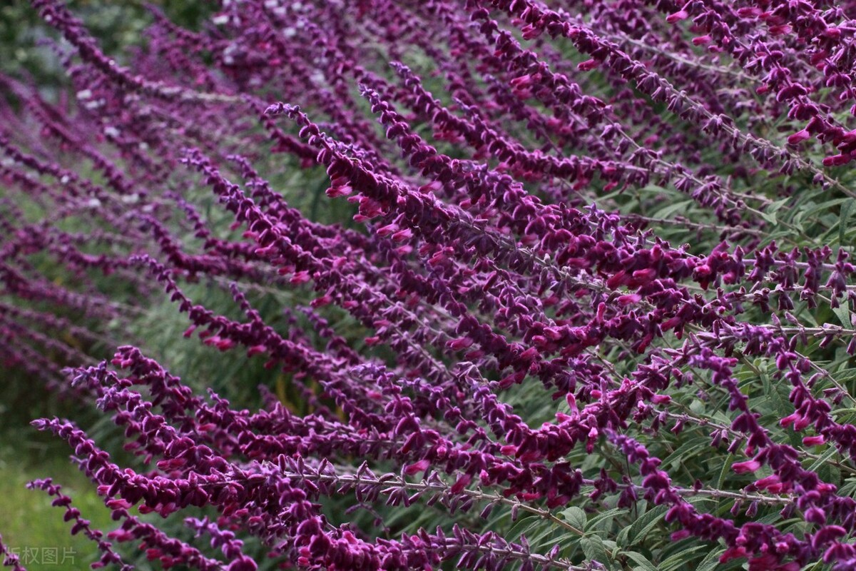 南通鼠尾草花海的观赏价值是极高