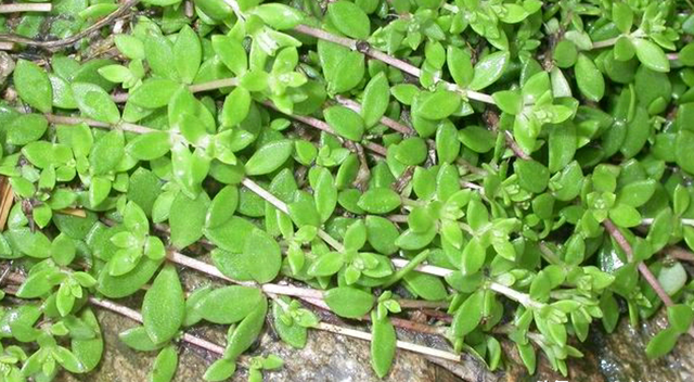 农村常见的"毒蛇克星",现如今上万元一公斤,为何无人种植了?