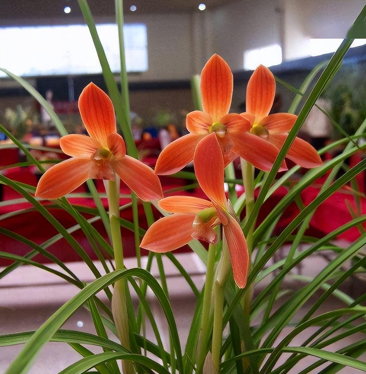 豆瓣兰系列之一:红河红兰花,现在入手,学会种植技巧,花开不断