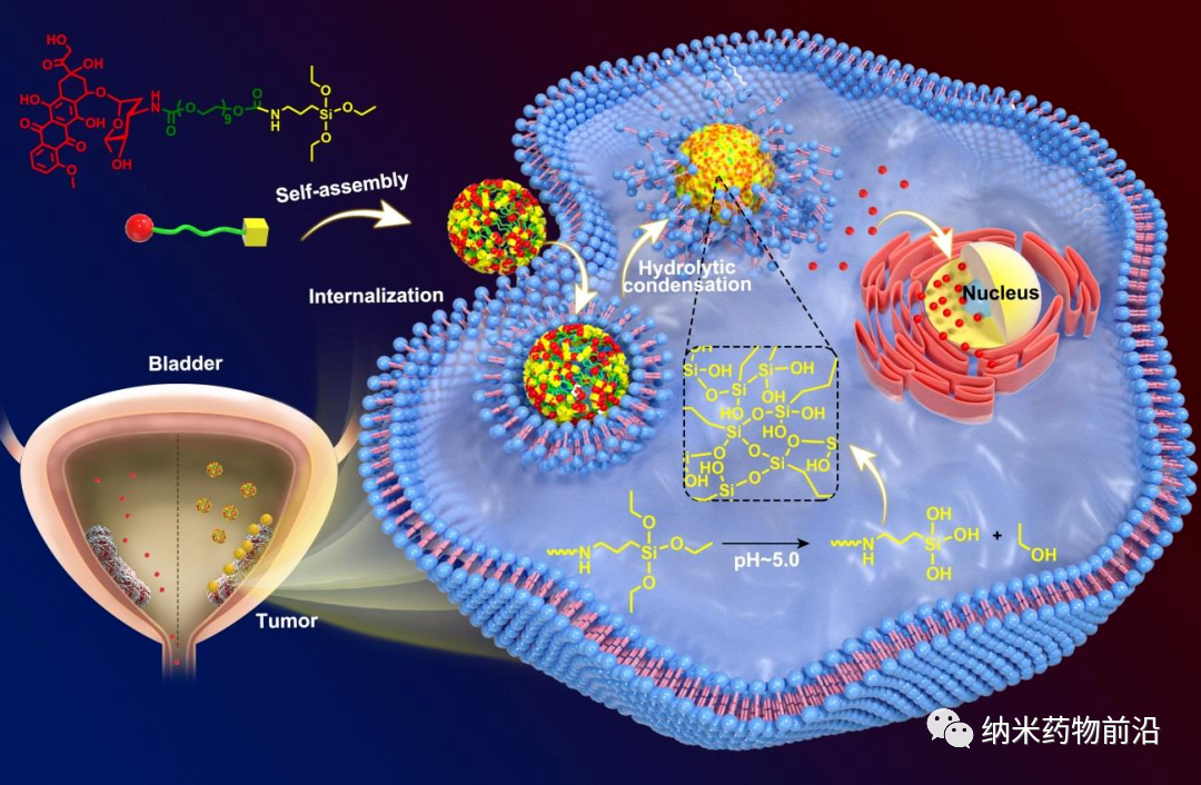 通过细胞内水解缩合原位构建纳米药物库以用于膀胱癌化疗