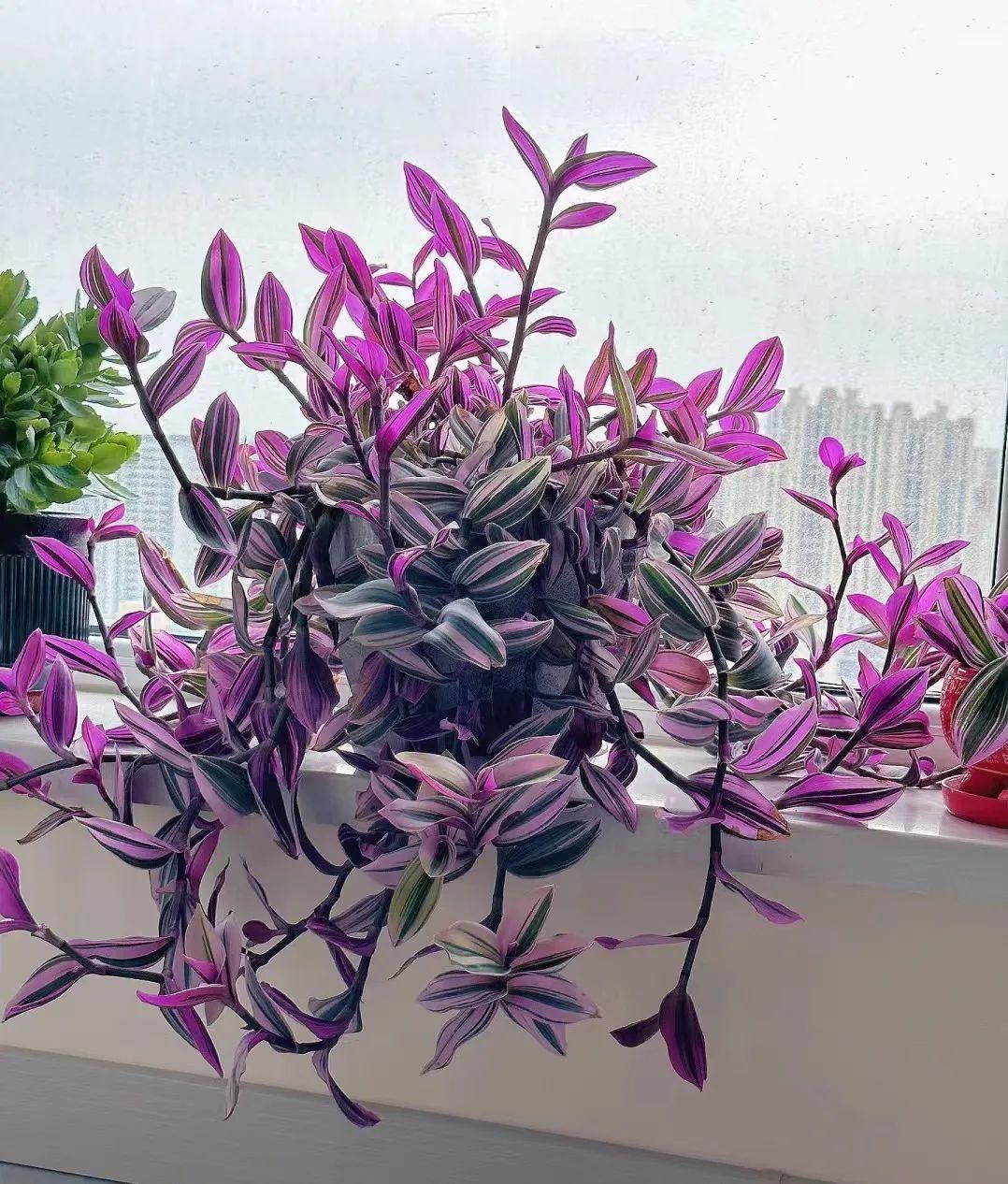 油画吊兰的6个养护技巧,高级感拉满,仙气爆棚