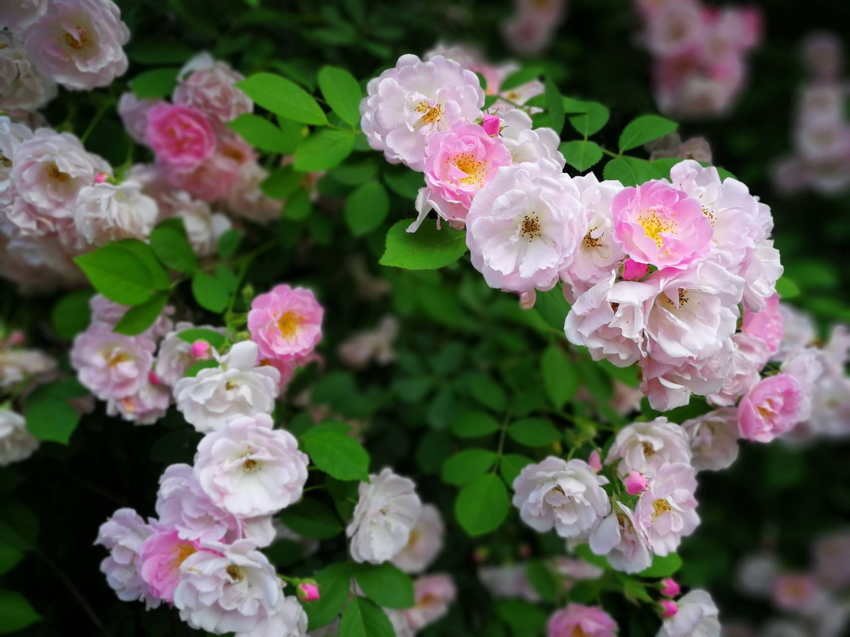 蔷薇花真实图片图片