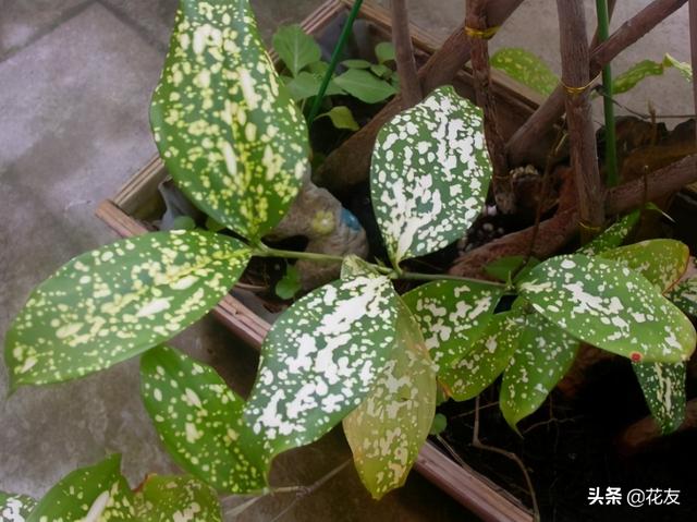 星点千年木日常养护,喜高温忌曝晒,散射光晒出星点