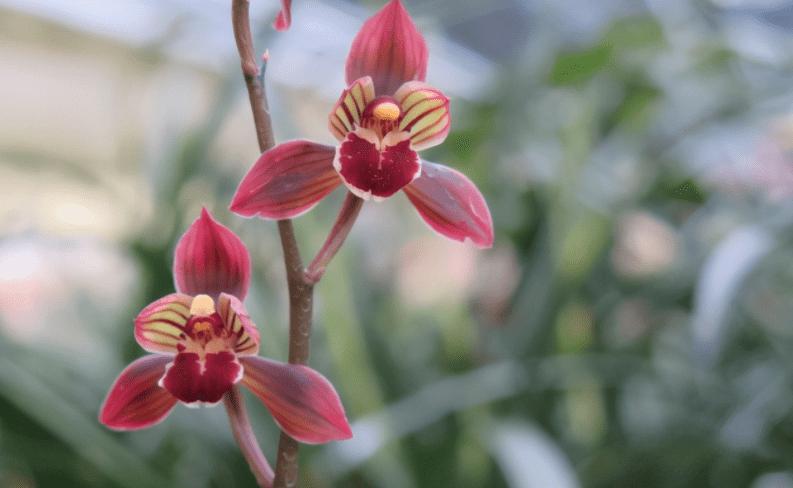 墨兰红神荷,一款品相独特的兰花,盆栽花大色艳,拍照十分美