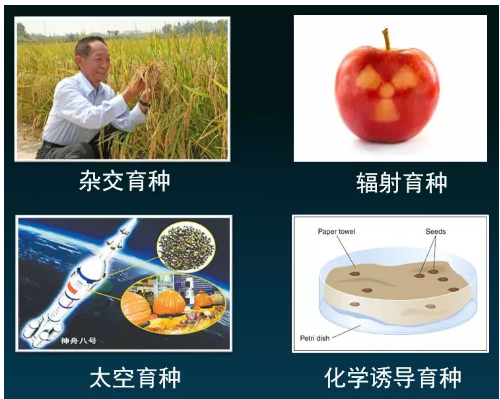 太空辐射能让人基因突变甚至死亡,为什么还能让植物种子变高产?