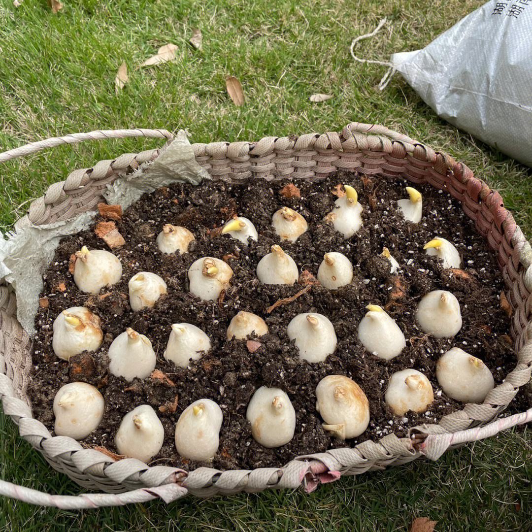 郁金香种球怎么种植?教你几个小步骤,种出美观又艳丽的郁金香