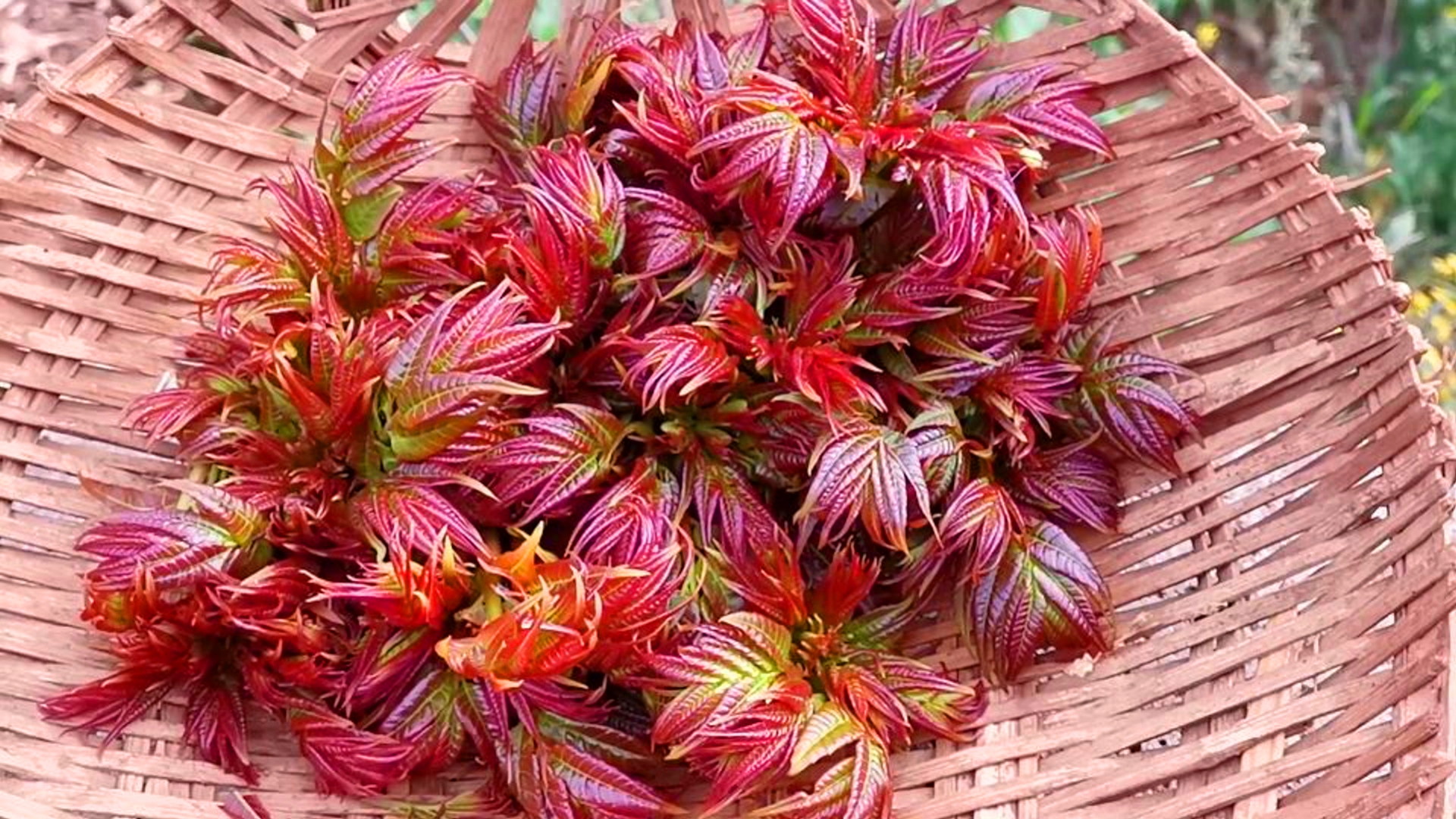 云南"春菜"上新,12种野菜(配图)看你吃过几种?