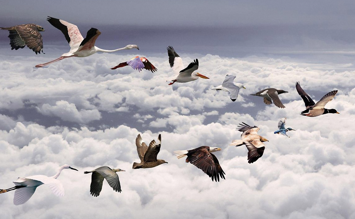 鸟类迁徙的奥秘:如何飞越千山万水,如何应对人类活动的威胁