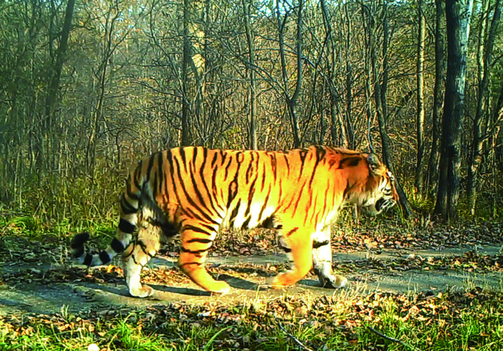 吉林一男子山中遇老虎,爬树上喊"山神爷"躲过一劫!做法很明智