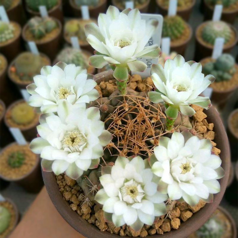 十大最贵仙人球推荐,值得收藏