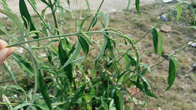 农村路边常见植物白背枫