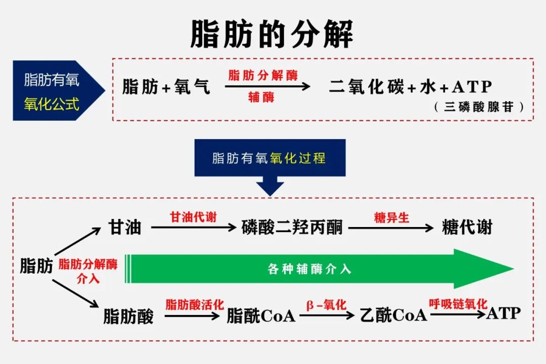 减肥一定要看,脂肪是什么?脂肪是如何排出体外?