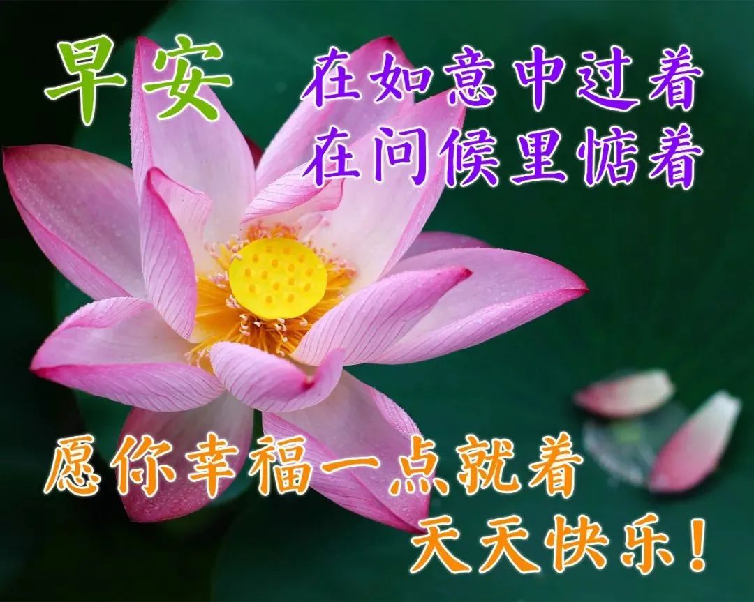 微信图片花朵带字图片