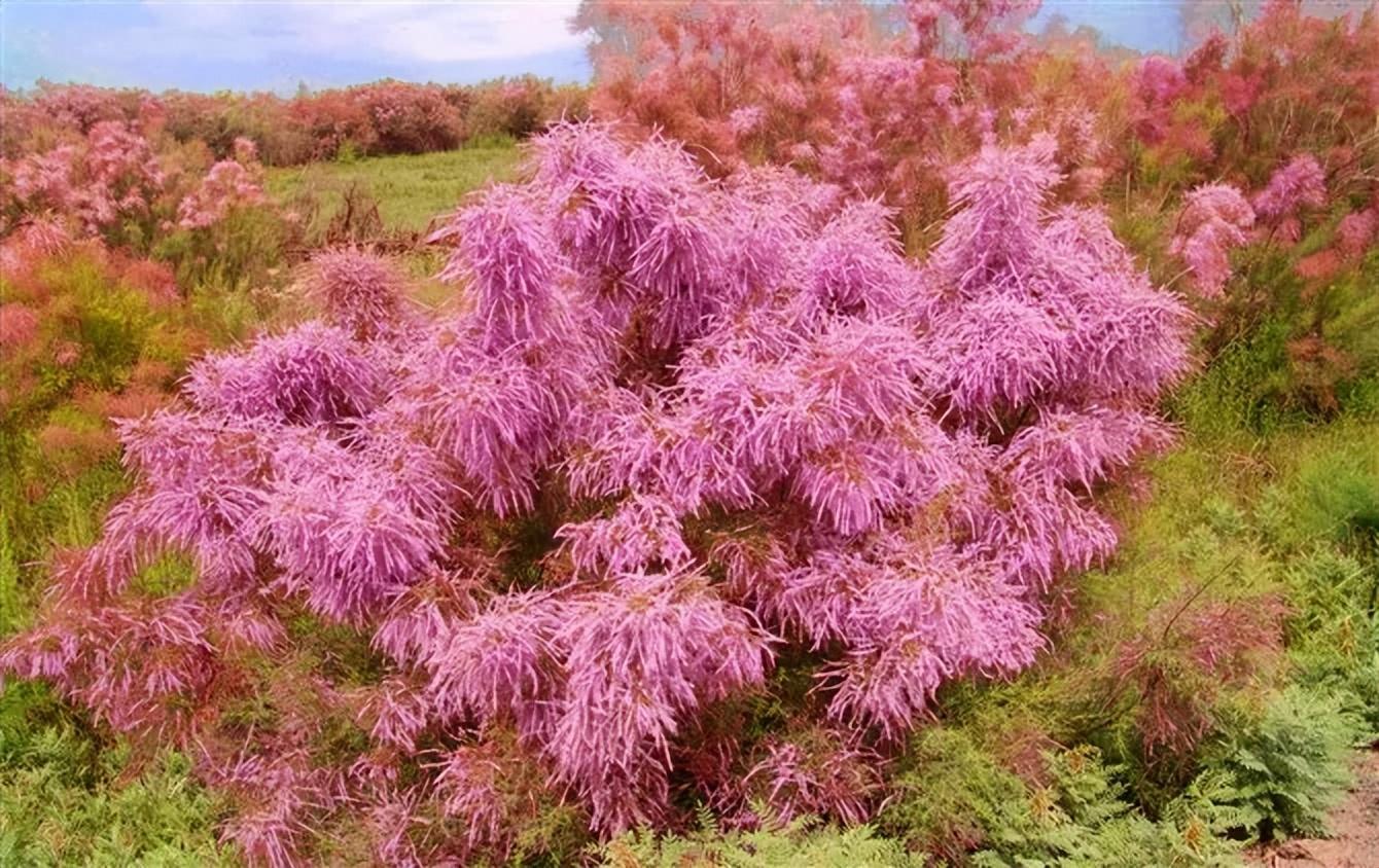 红柳娃 baijiahao.baidu.com