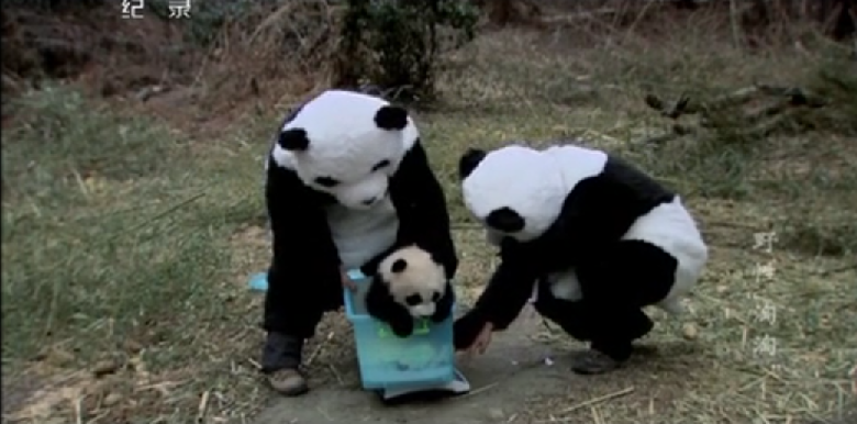 大熊猫淘淘,一只为野外而生的人工饲养大熊猫,现已成功放归野外