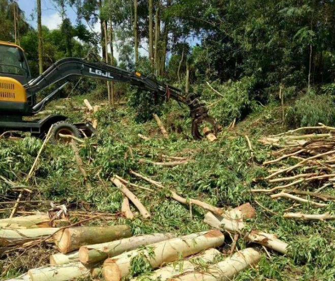 澳洲"桉树"泛滥成灾,为何美日却禁止种植?专家说出实情