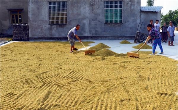 俗语说"晒谷不晒米,晒米亏不起",为什么大米不能晒?