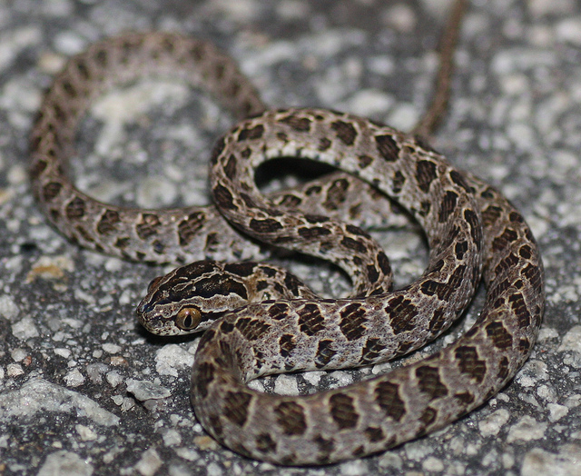 动物趣闻:剧毒的原矛头蝮蛇和轻毒的繁花林蛇该如何区分?