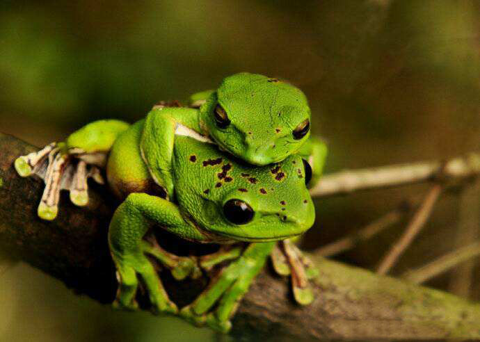 青蛙和癞蛤蟆都是蛙类,它们能不能杂交产生后代?