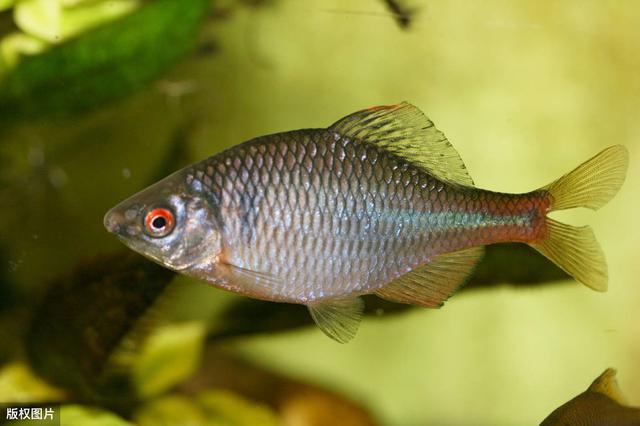 多彩鰟鮍魚,你身邊漂亮的原生魚,做到4點就能輕鬆養好