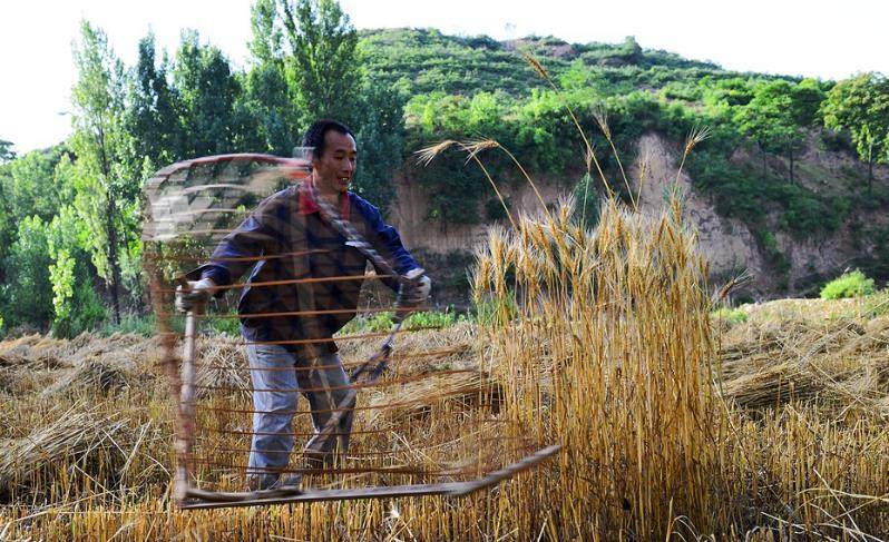 山西有一种割麦子神器,名叫掠子,目前为何成为博物馆的怀旧文物