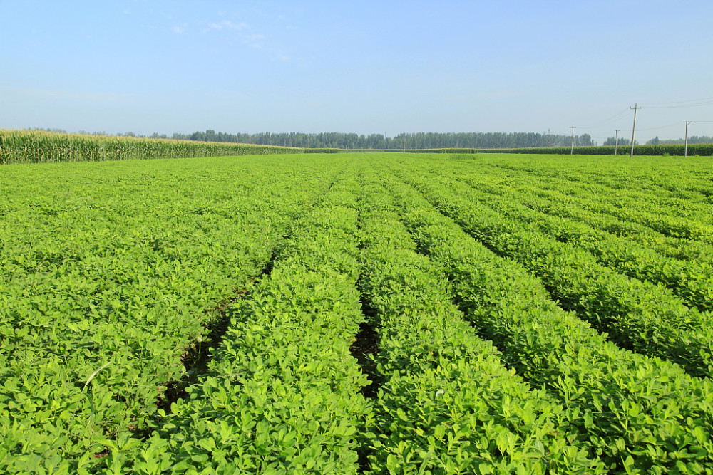 如何应对花生种植的不良因素?提高花生产量的措施有哪些?