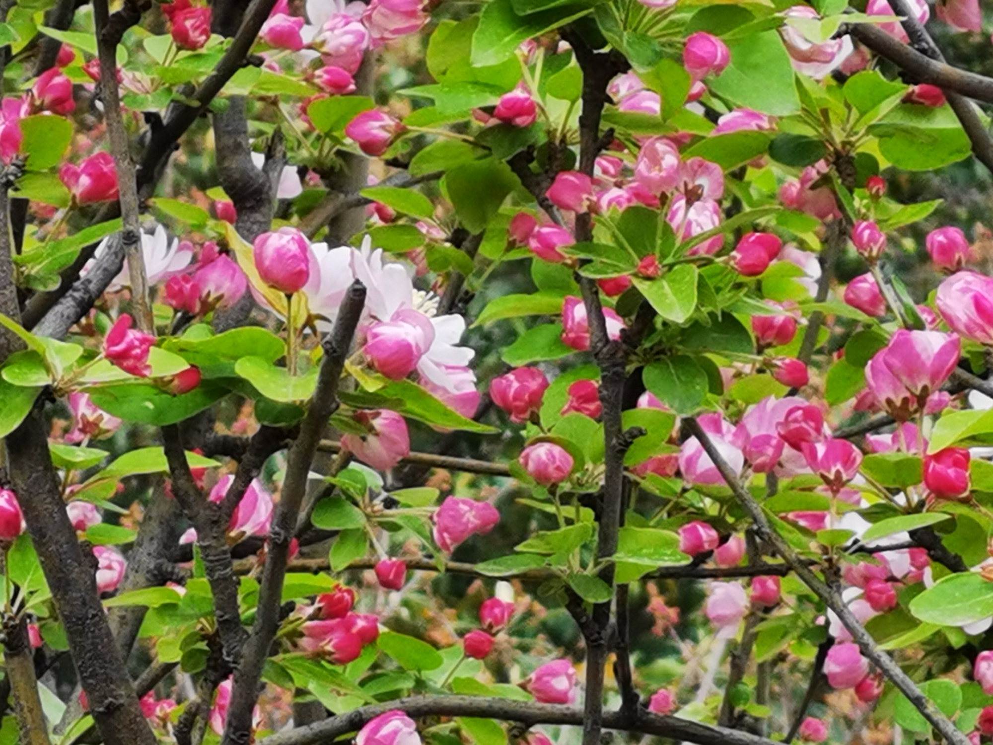 春天里的陕西—百花齐放争春晖