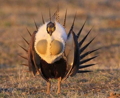 "艾草松鸡"一个靠胸肌吸引异性的花花公子,虽然健壮,却是渣鸡