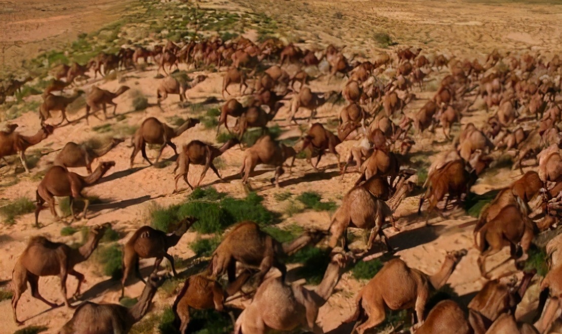 3小时射杀113头骆驼!澳大利亚农民怒了,再不杀骆驼就没水喝了!