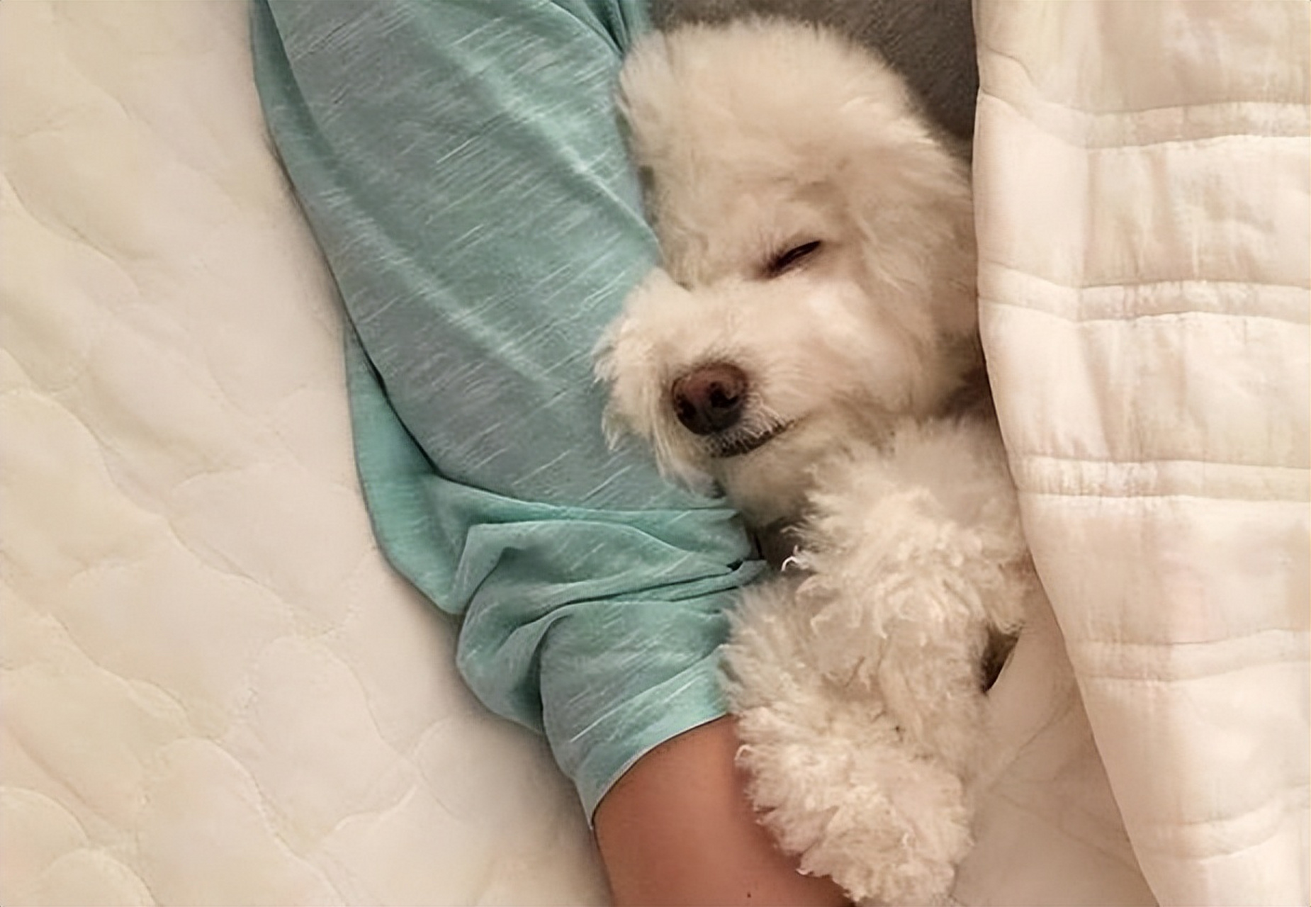 那么,为什么你的狗狗会喜欢靠着你睡觉呢?