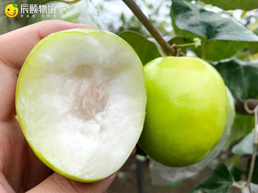 辰颐物语福建贵妃牛奶枣:脆如苹果,甜如苹果,皮薄核小不涩口!