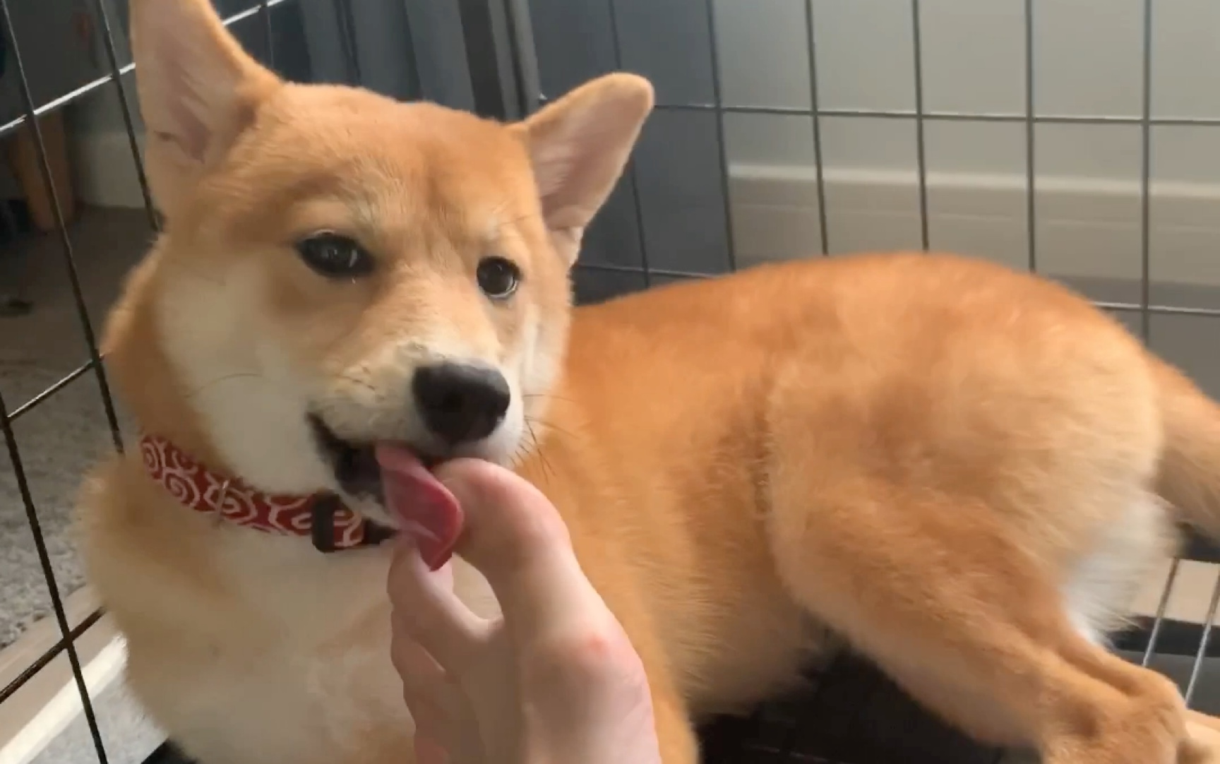 狗狗用舌头舔自己的一只爪子