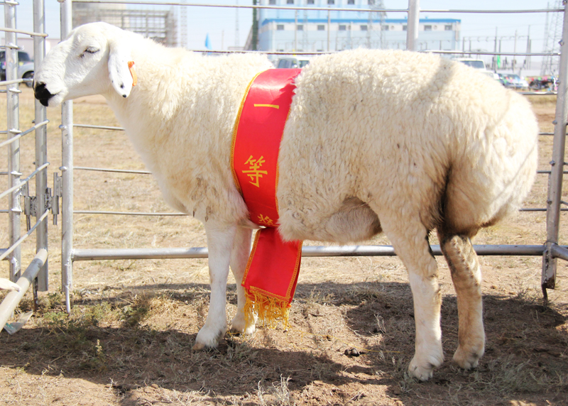 服装自诞生之初就与御寒保暖,保护皮肤等基本功能紧密联系