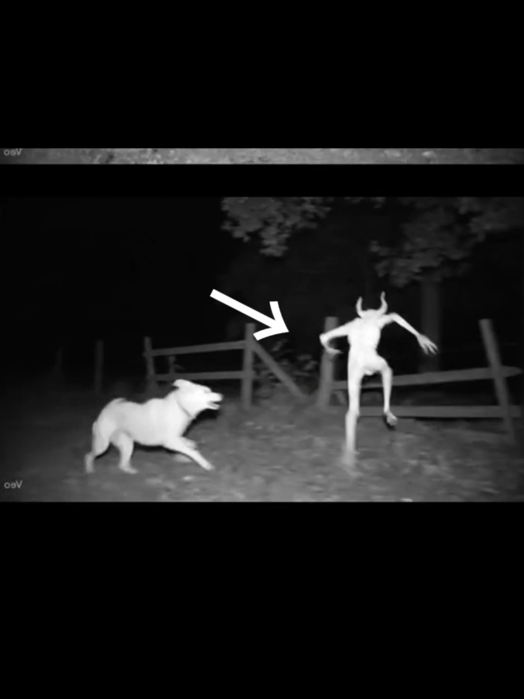 监控下拍到的未知生物