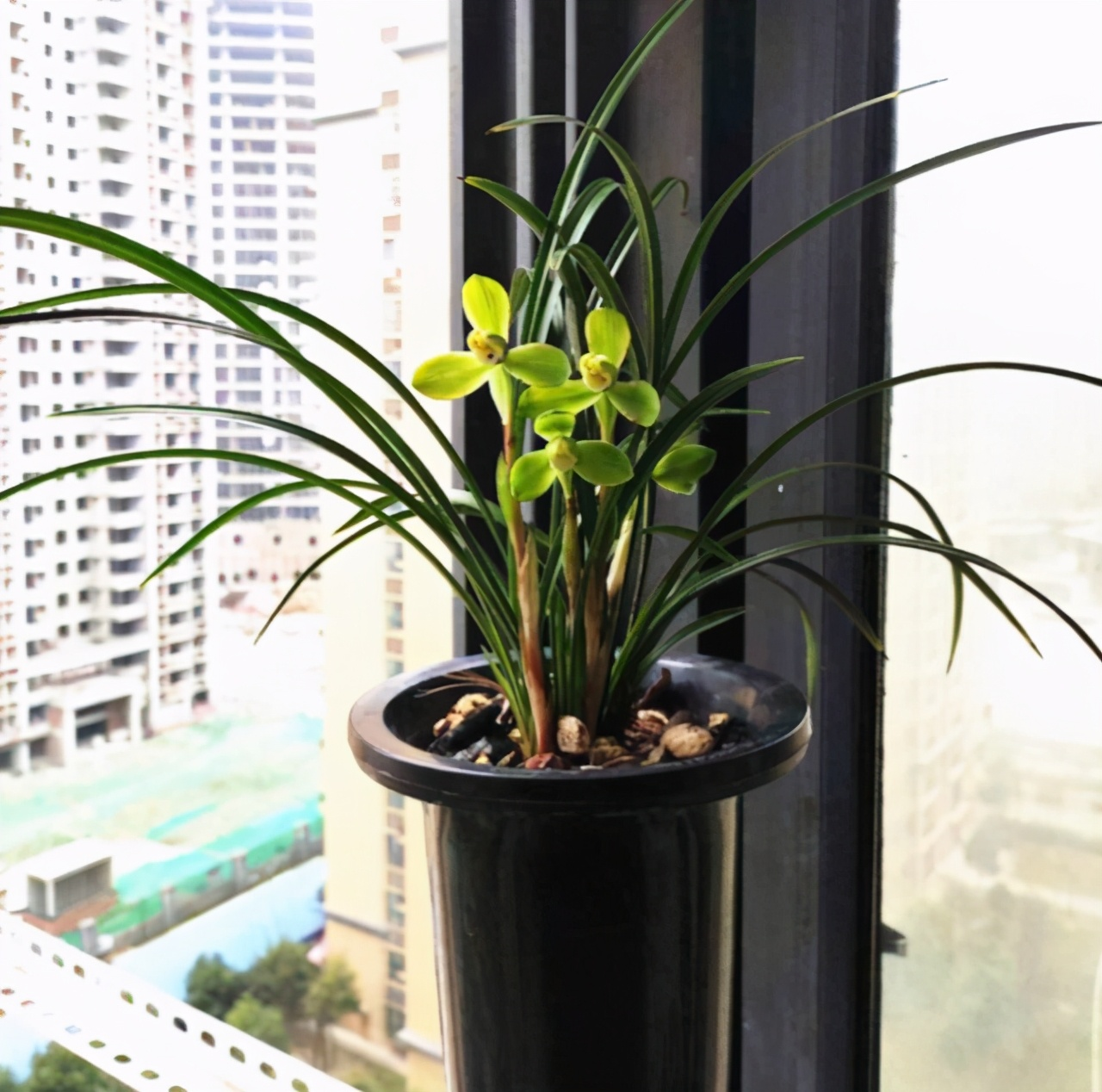 春兰老八种之首"宋梅,花开梅瓣型,兰香醇正,是梅瓣兰之代表