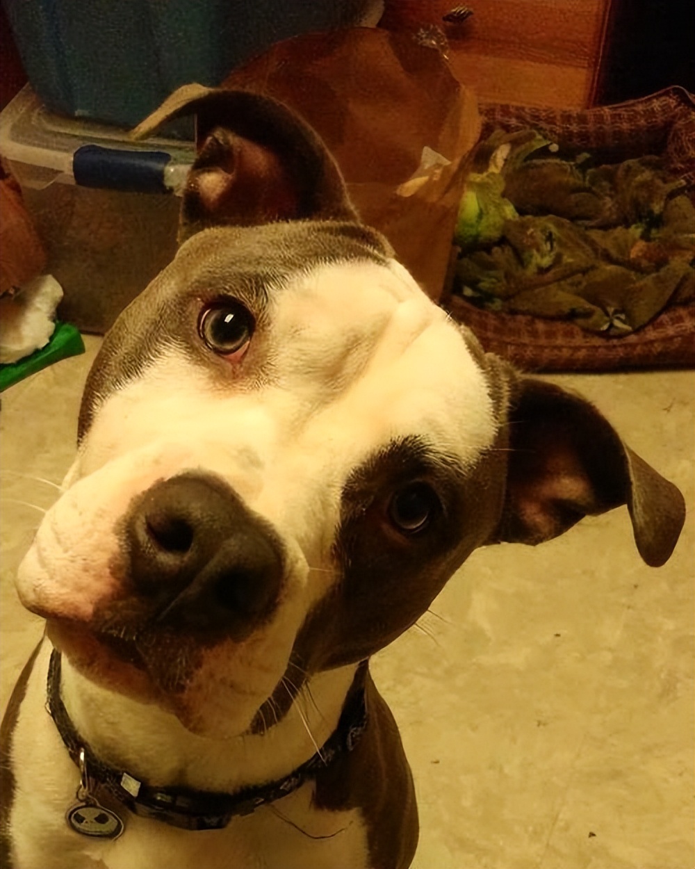 狗狗歪头杀是为了卖萌?那你就错了!