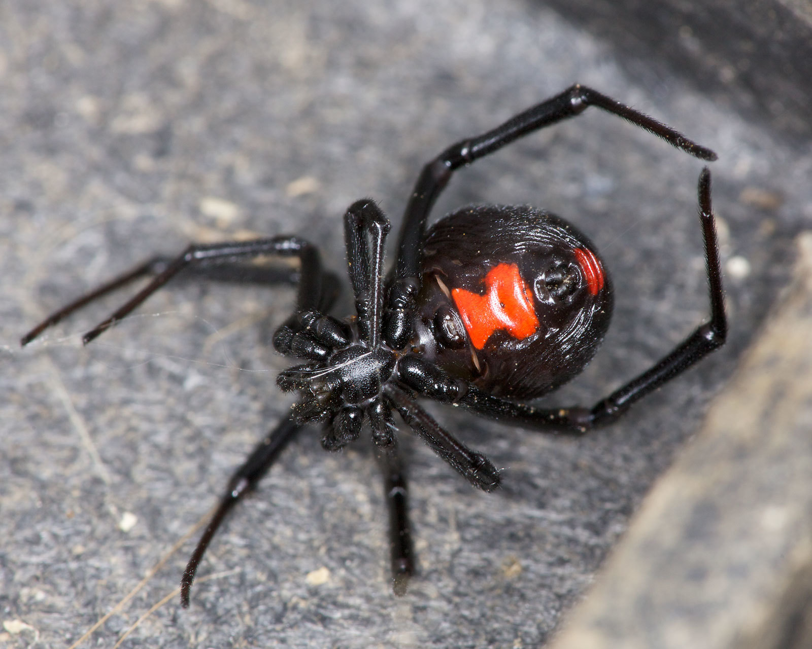 我国海关查获外来毒蜘蛛,俗称"黑寡妇,到底有多危险?