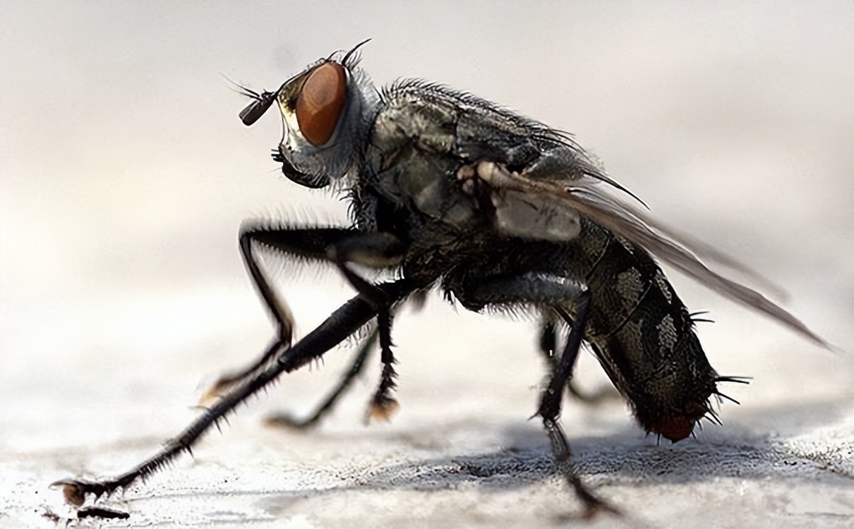 苍蝇竟然端着自己的头,还不停把玩,是真是假?