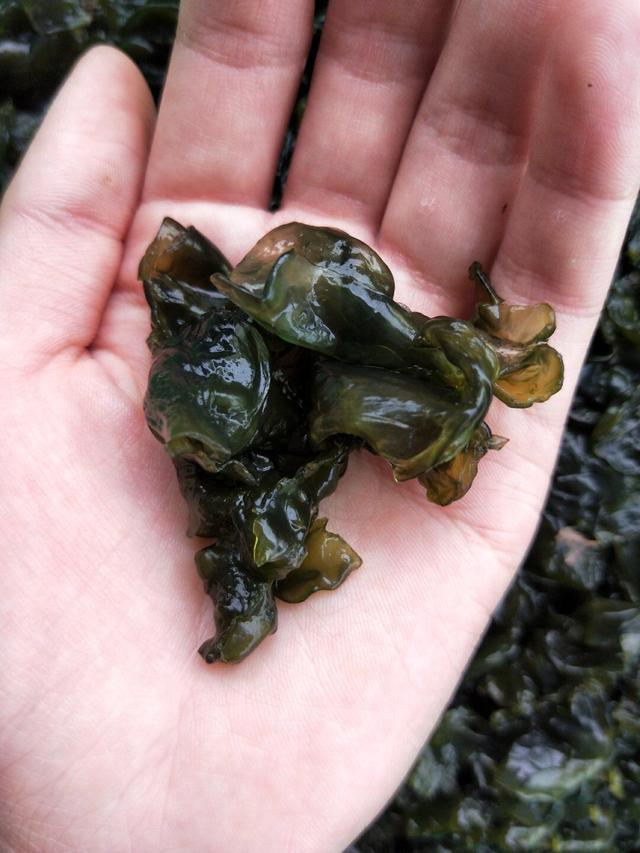 雨后出现的"雷公菜,看着有点脏,做成菜后很美味