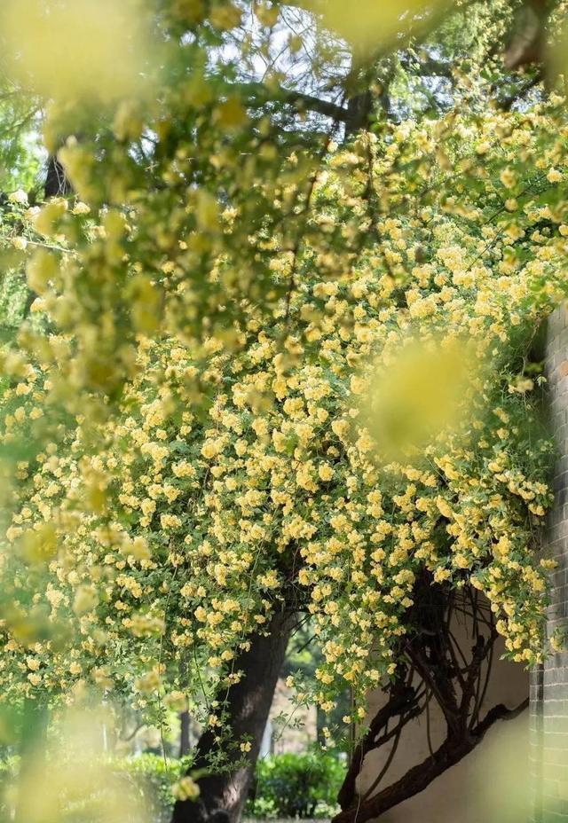 院子再小,也要种棵它,花期长花量大,开花时左邻右舍都说香