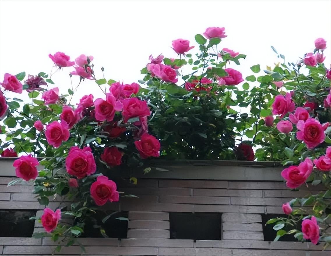 四种常见爬藤月季,美得令人陶醉,在庭院种一棵轻松打造一面花墙