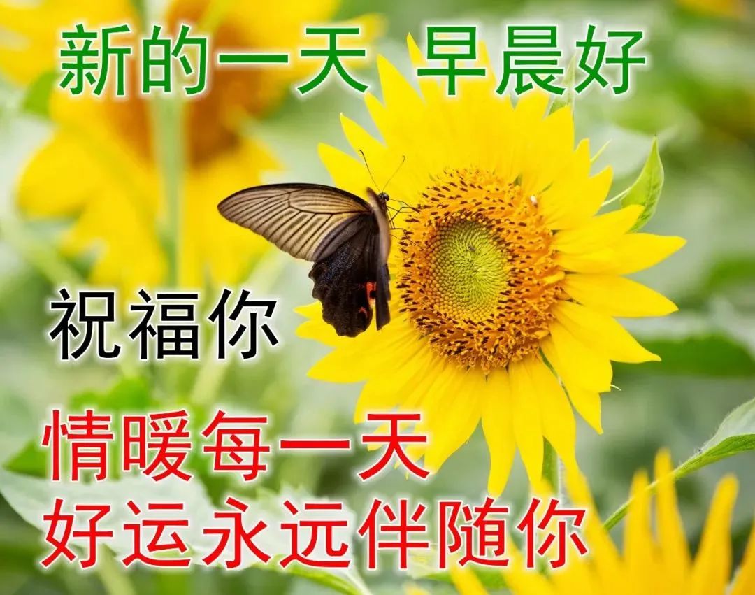 早安祝福语 非常好看的早上好问候表情图片带字带祝福语