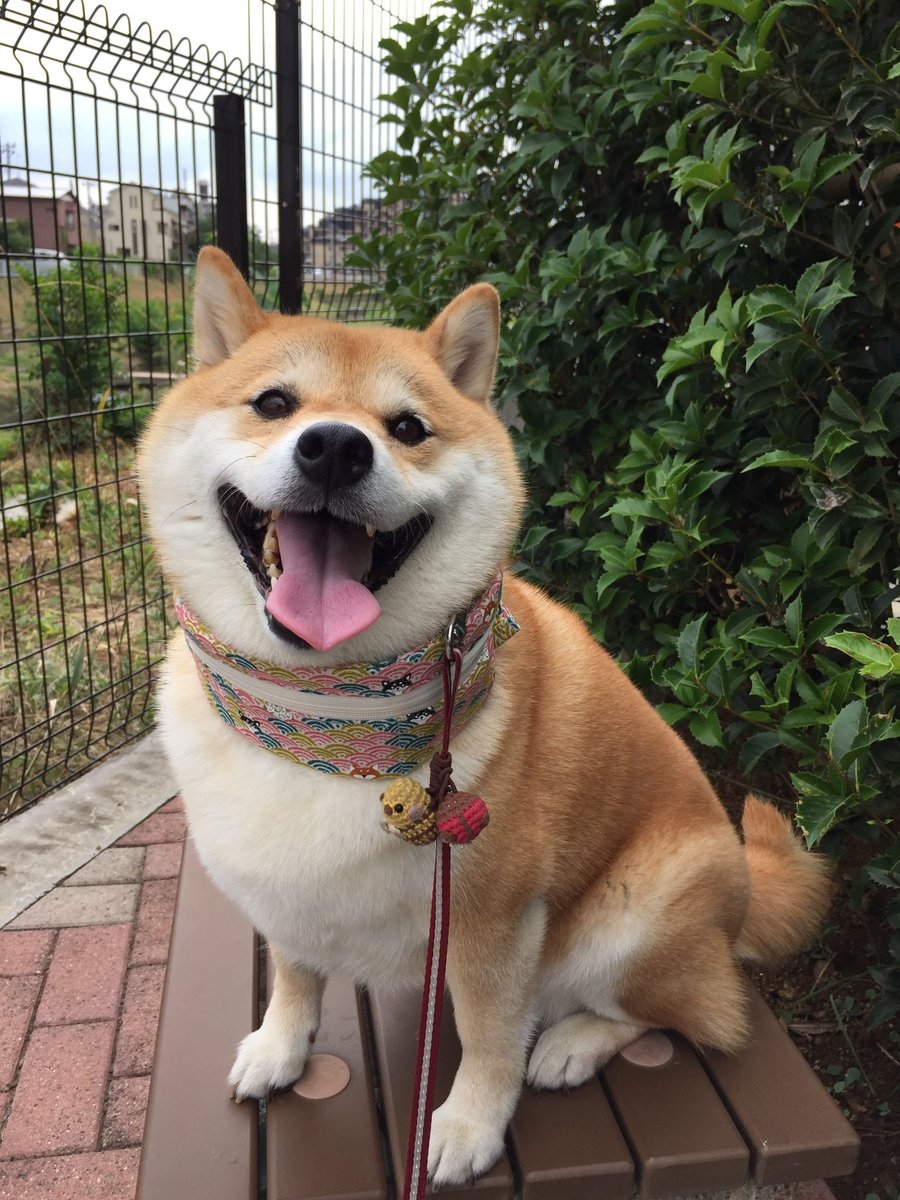 柴犬毛发不好怎么办