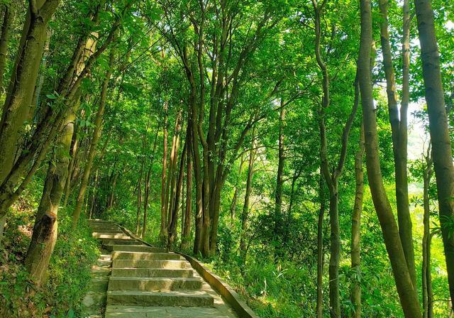 它是廣州最大的免費森林公園,山清水秀,樹木鬱鬱蔥蔥,風景如畫