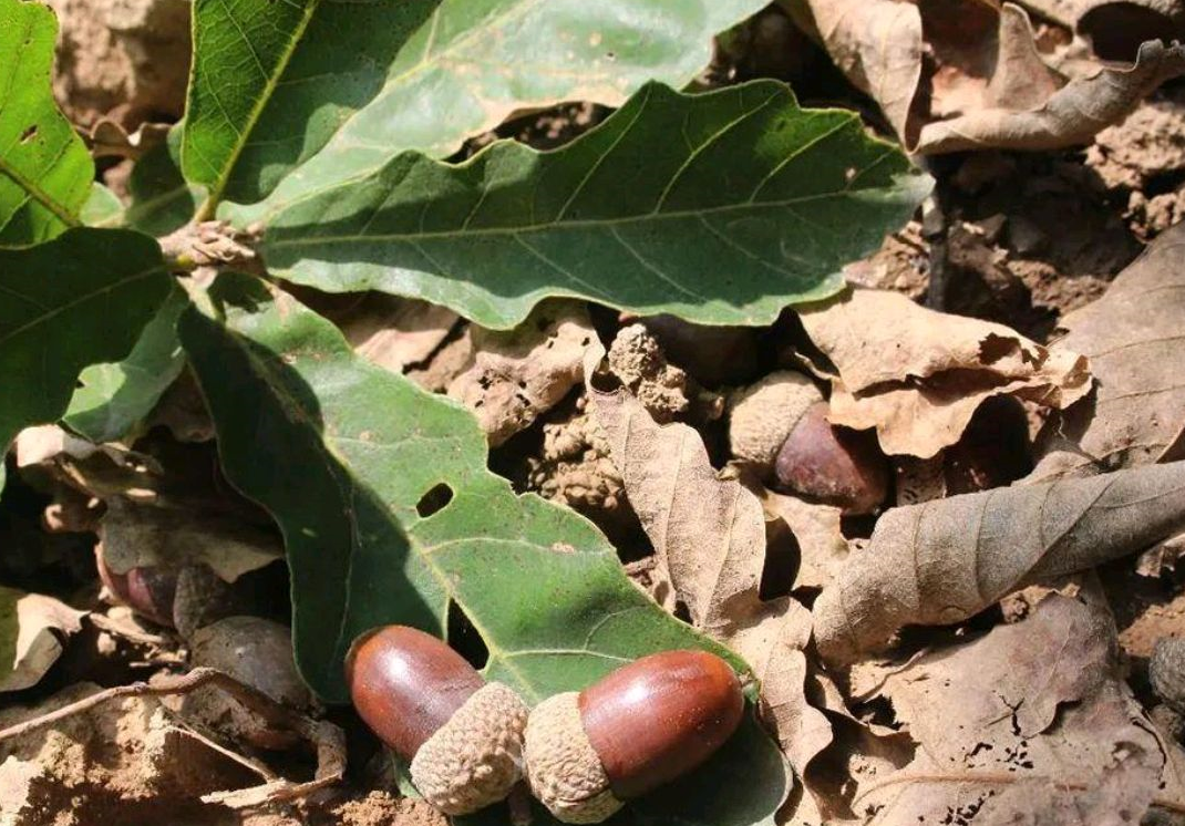 农村野生橡子的用途了解下